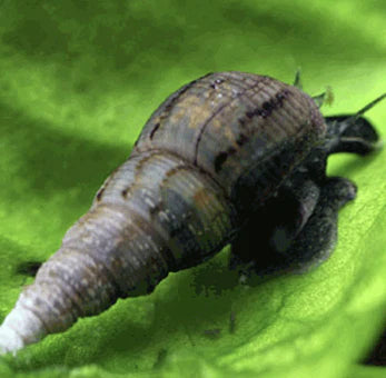 Malaysian Trumpet Snails Micro Aquatic Shop