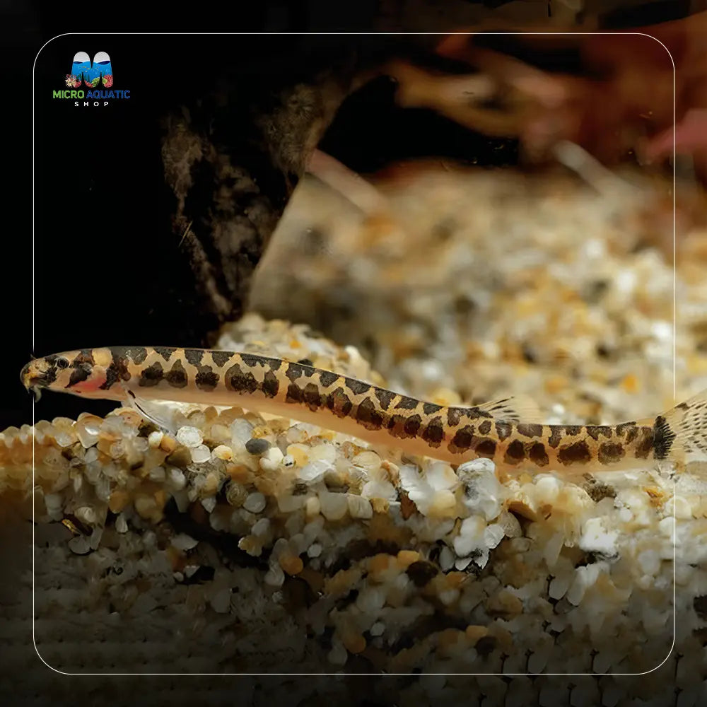 Shelfordi Pygmy Tiger Kuhli Loach 4cm Limited Number Micro Aquatic Shop