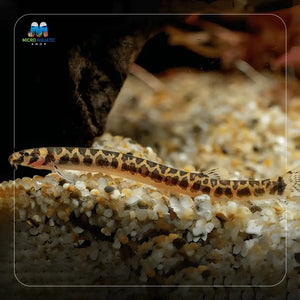 Shelfordi Pygmy Tiger Kuhli Loach 4cm Limited Number Micro Aquatic Shop