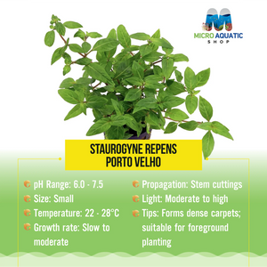 Staurogyne repens Porto Velho Micro Aquatic Shop
