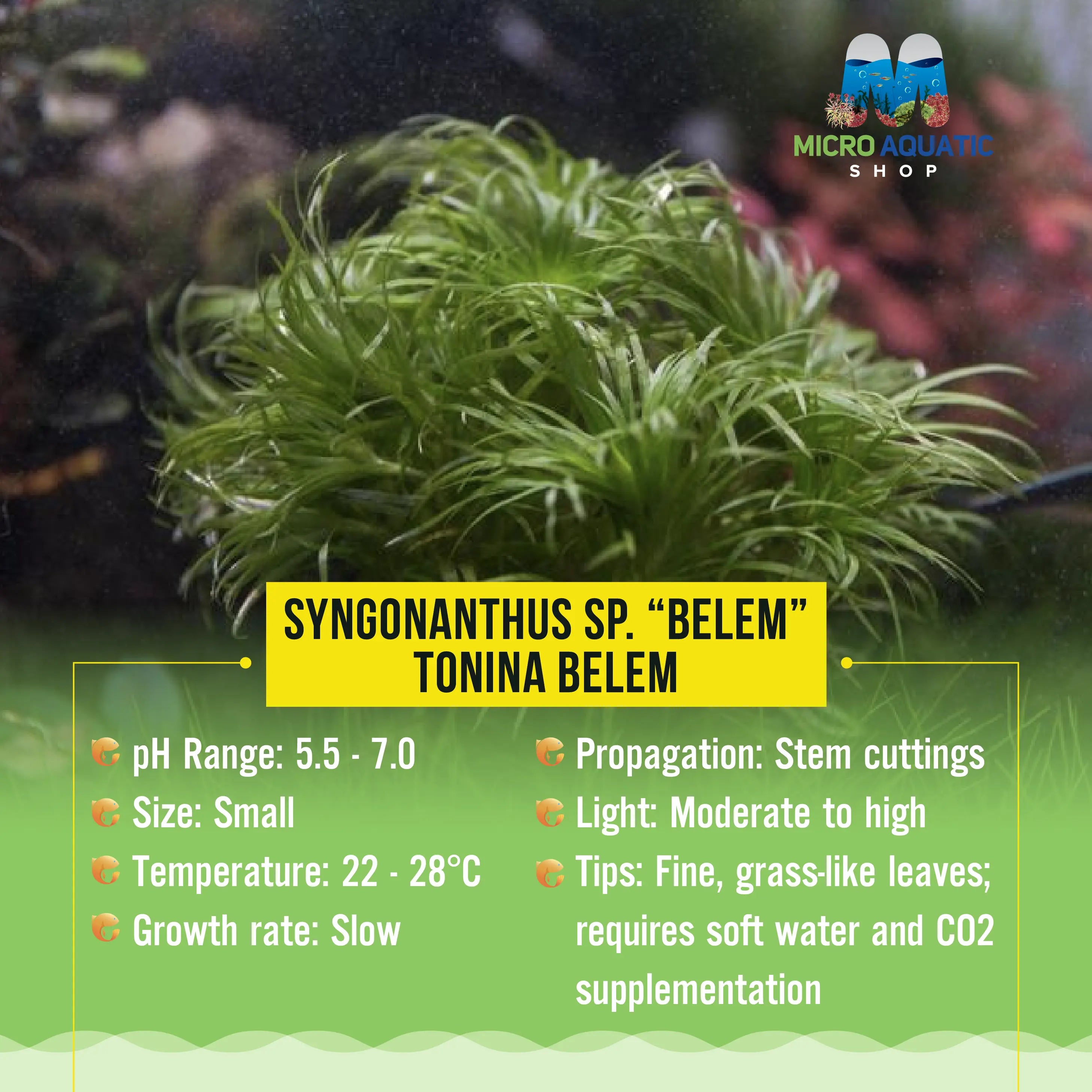 Syngonanthus sp. “Belem” - Tonina Belem Micro Aquatic Shop