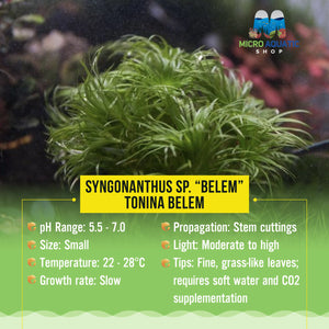 Syngonanthus sp. “Belem” - Tonina Belem Micro Aquatic Shop