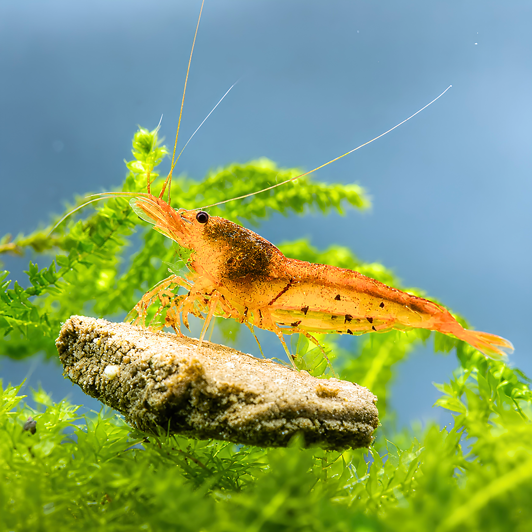 Tiger Shrimp - Tangerine 1cm