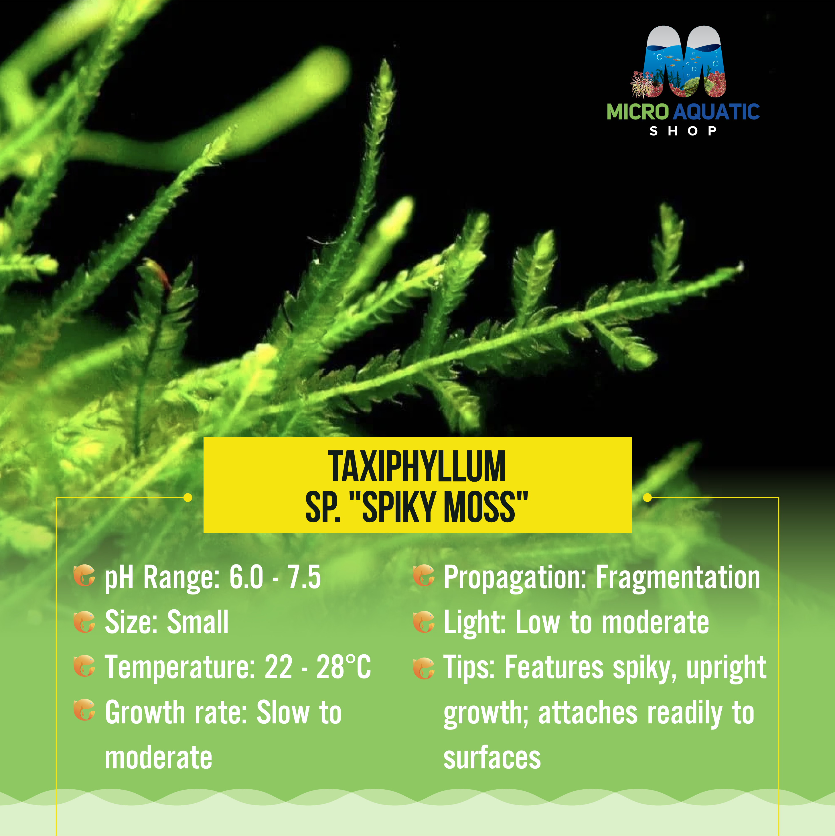 Taxiphyllum sp. "Spiky Moss"