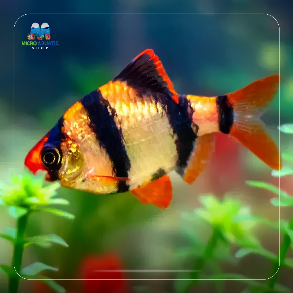 Tiger Barb - Puntigrus Tetrazona 3cm Micro Aquatic Shop