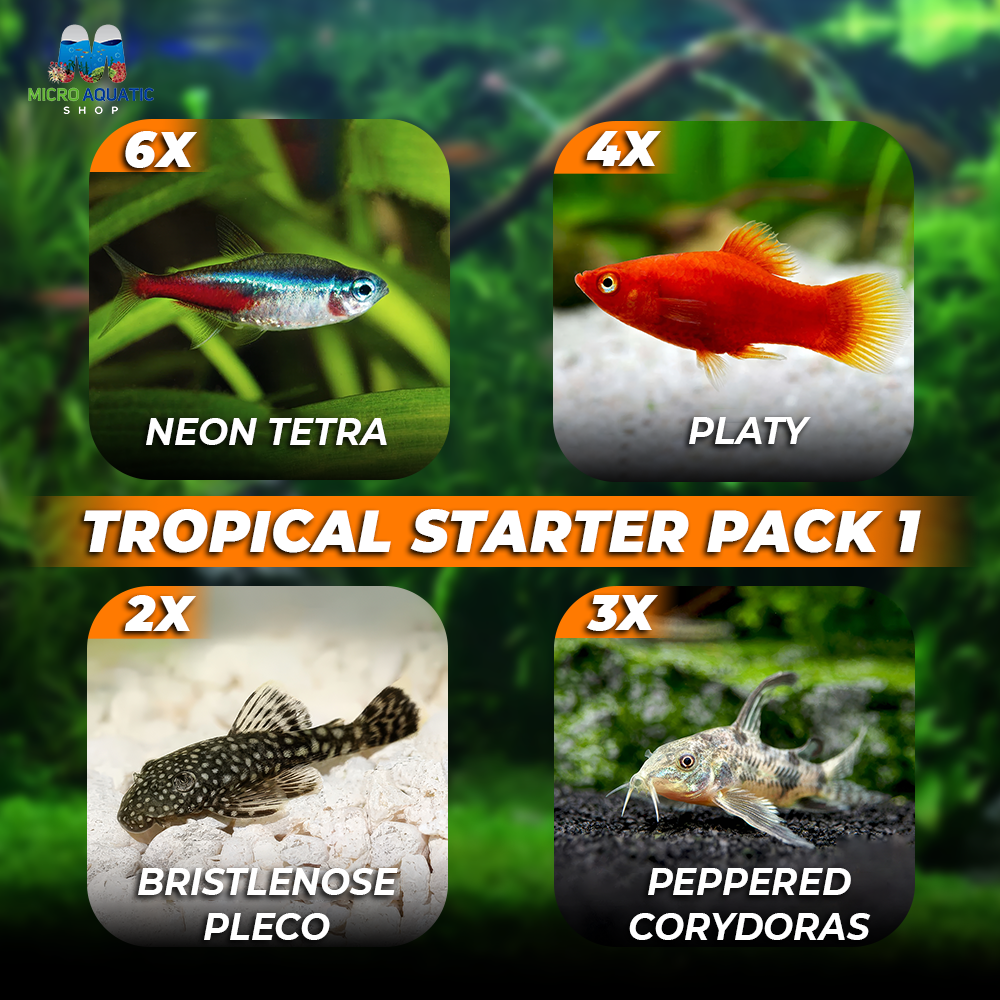 *New* 15 x Tropical Starter Package 1