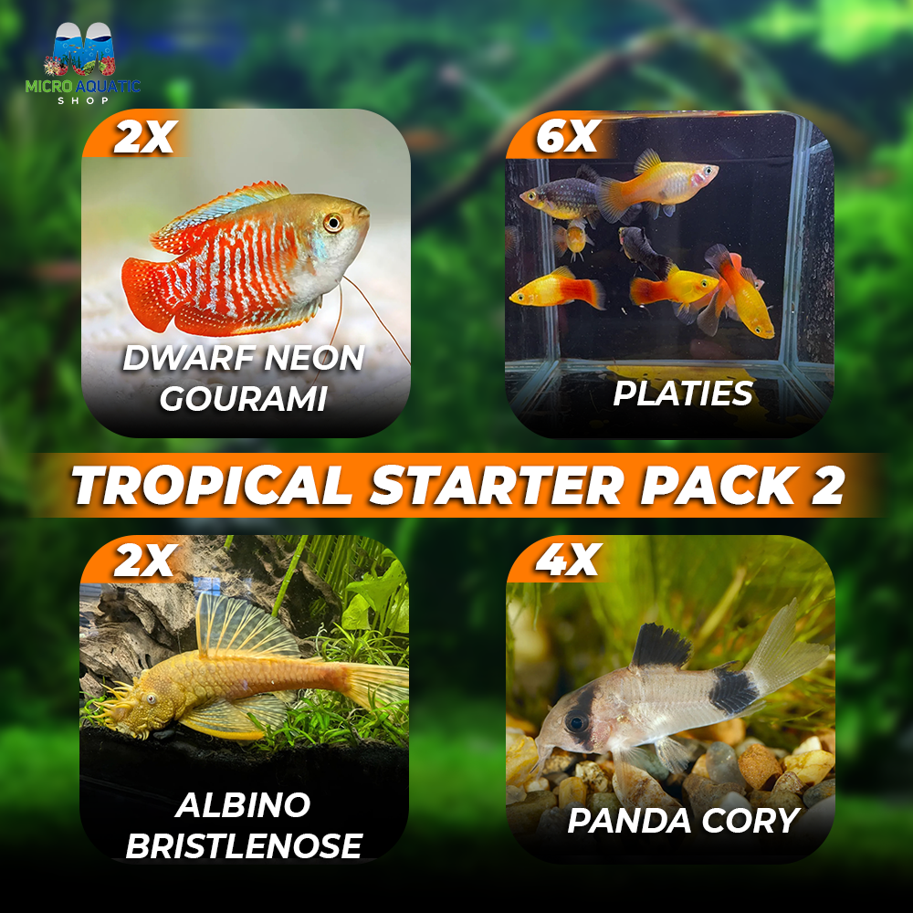 *New* 14 x Tropical Starter Package 2