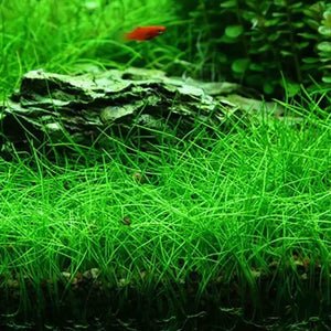 Tissue Culture - Eleocharis Acicularis mini - HG Micro Aquatic Shop