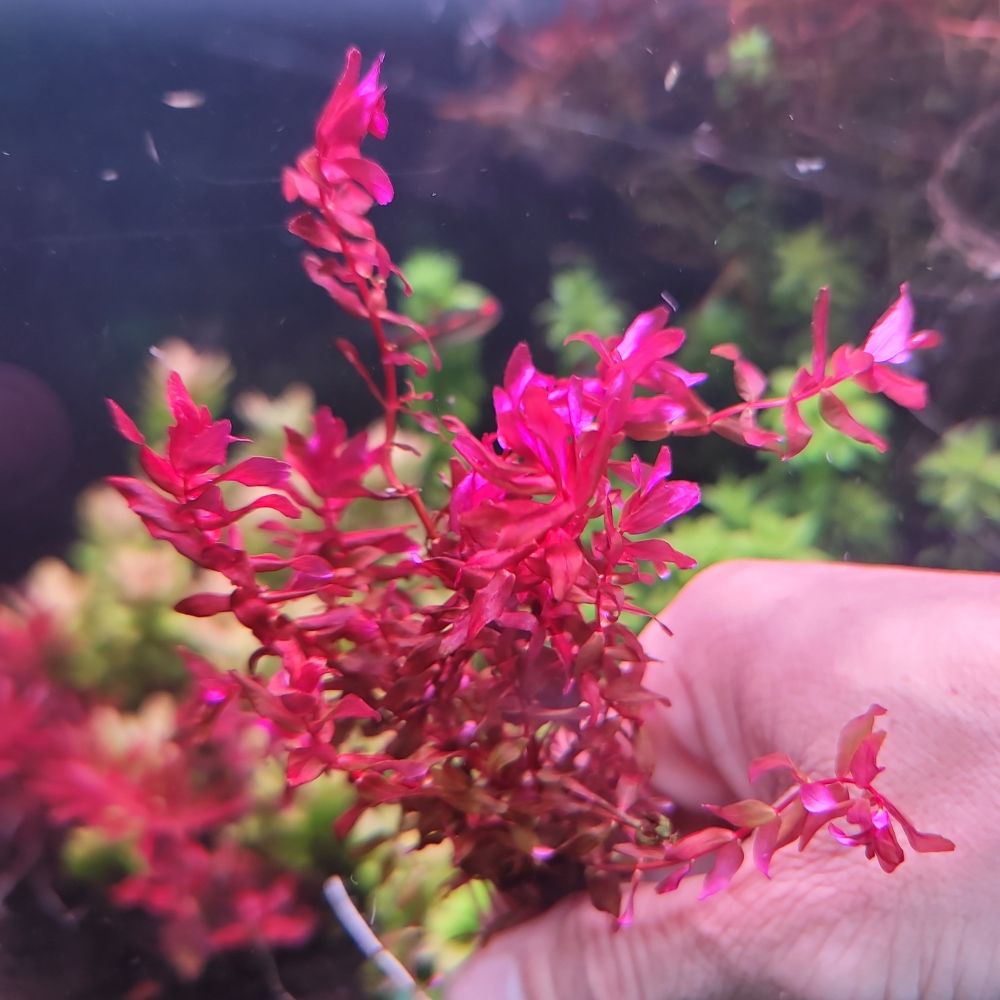 Rotala Macranda "Type 4" Micro Aquatic Shop