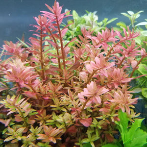 Rotala rotundifolia ‘orange juice’ Aquadepot