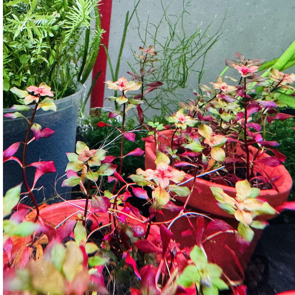 Ludwigia sp. Mini Super Red Micro Aquatic Shop