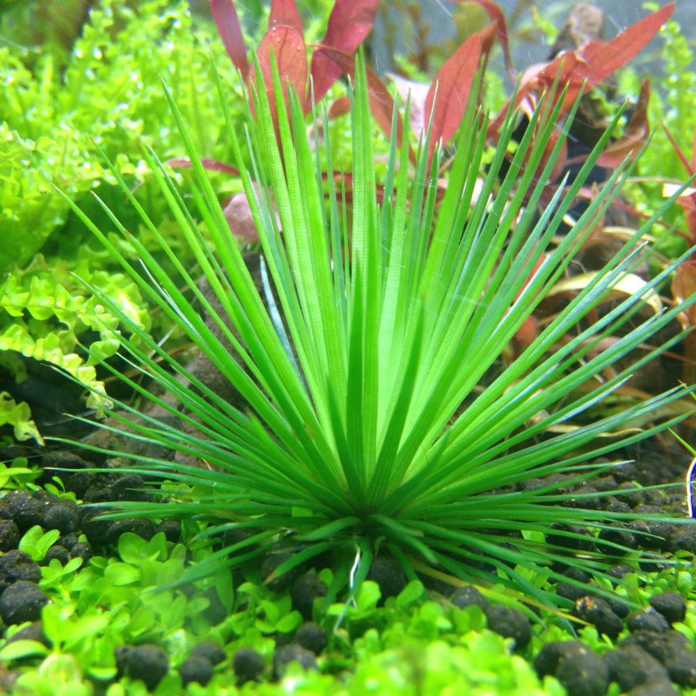 Eriocaulon Japan Shiga Micro Aquatic Shop