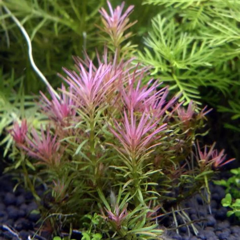 Limnophila hippuridoides Micro Aquatic Shop