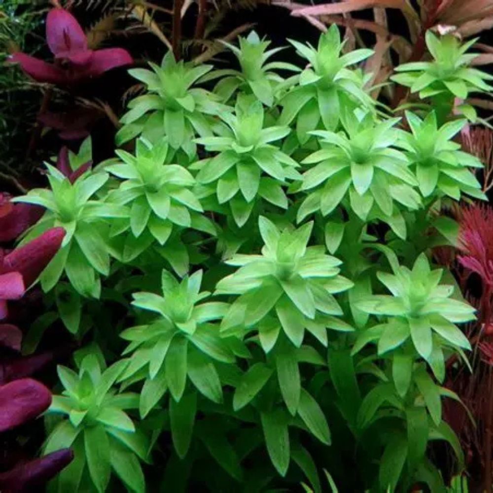 Tonina fluviatilis Micro Aquatic Shop