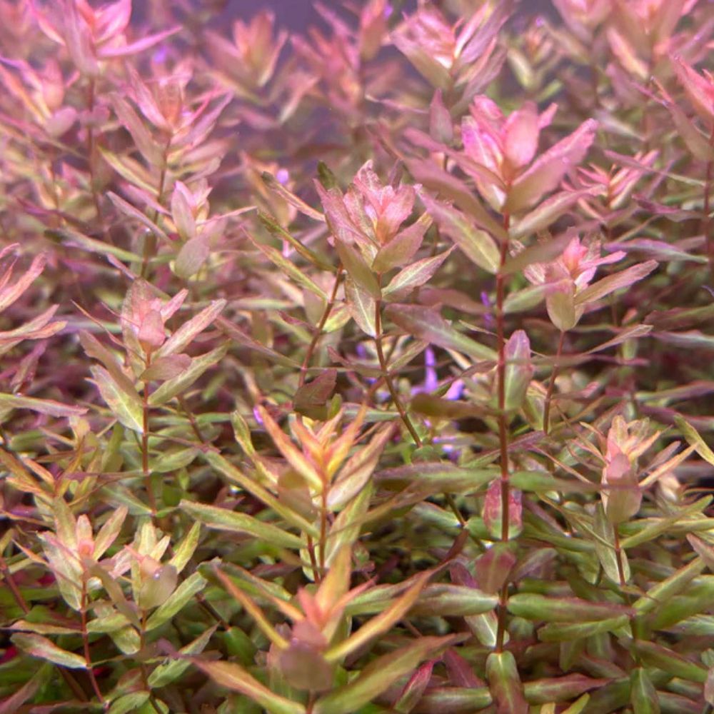 Rotala macranda 'Mini Gold' Micro Aquatic Shop