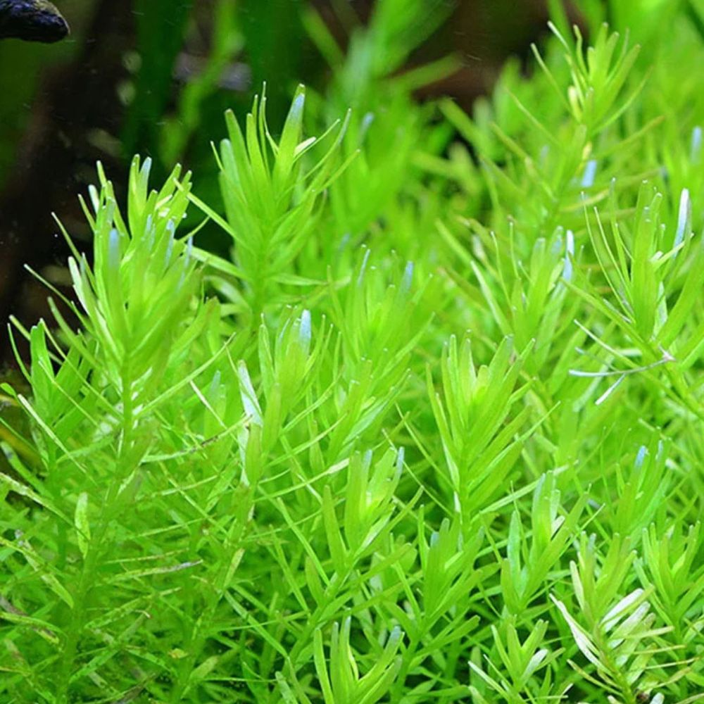 Rotala sp. "Green" Micro Aquatic Shop