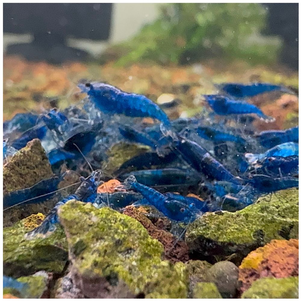 Cherry Shrimp - Blue Diamond 1cm Micro Aquatic Shop