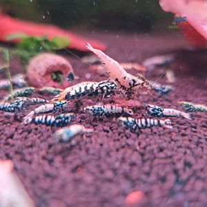 Black BOA Caridina Shrimp Micro Aquatic Shop