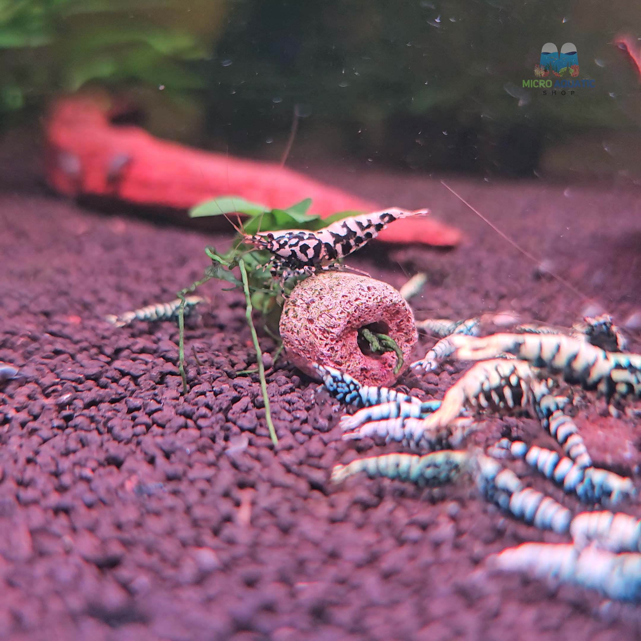 Black BOA Caridina Shrimp Micro Aquatic Shop