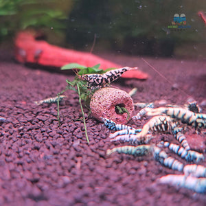Black BOA Caridina Shrimp Micro Aquatic Shop