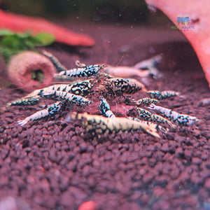 Black BOA Caridina Shrimp Micro Aquatic Shop