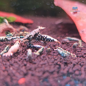 Black BOA Caridina Shrimp Micro Aquatic Shop