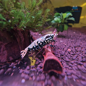 Black BOA Caridina Shrimp Micro Aquatic Shop
