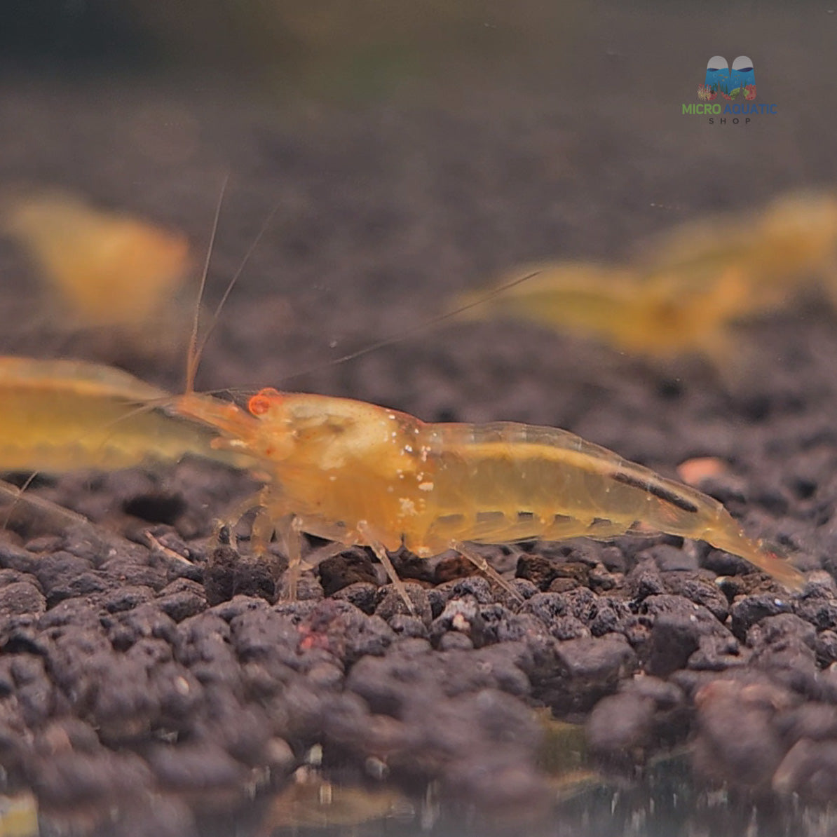 Orange Eyes Gold Shrimp