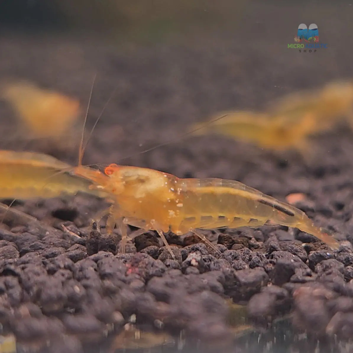 Orange Eyes Gold Shrimp