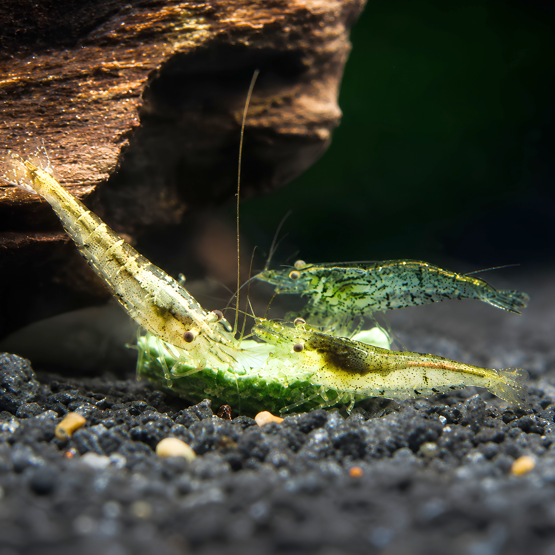 Cherry Shrimp - Wild Form 1cm