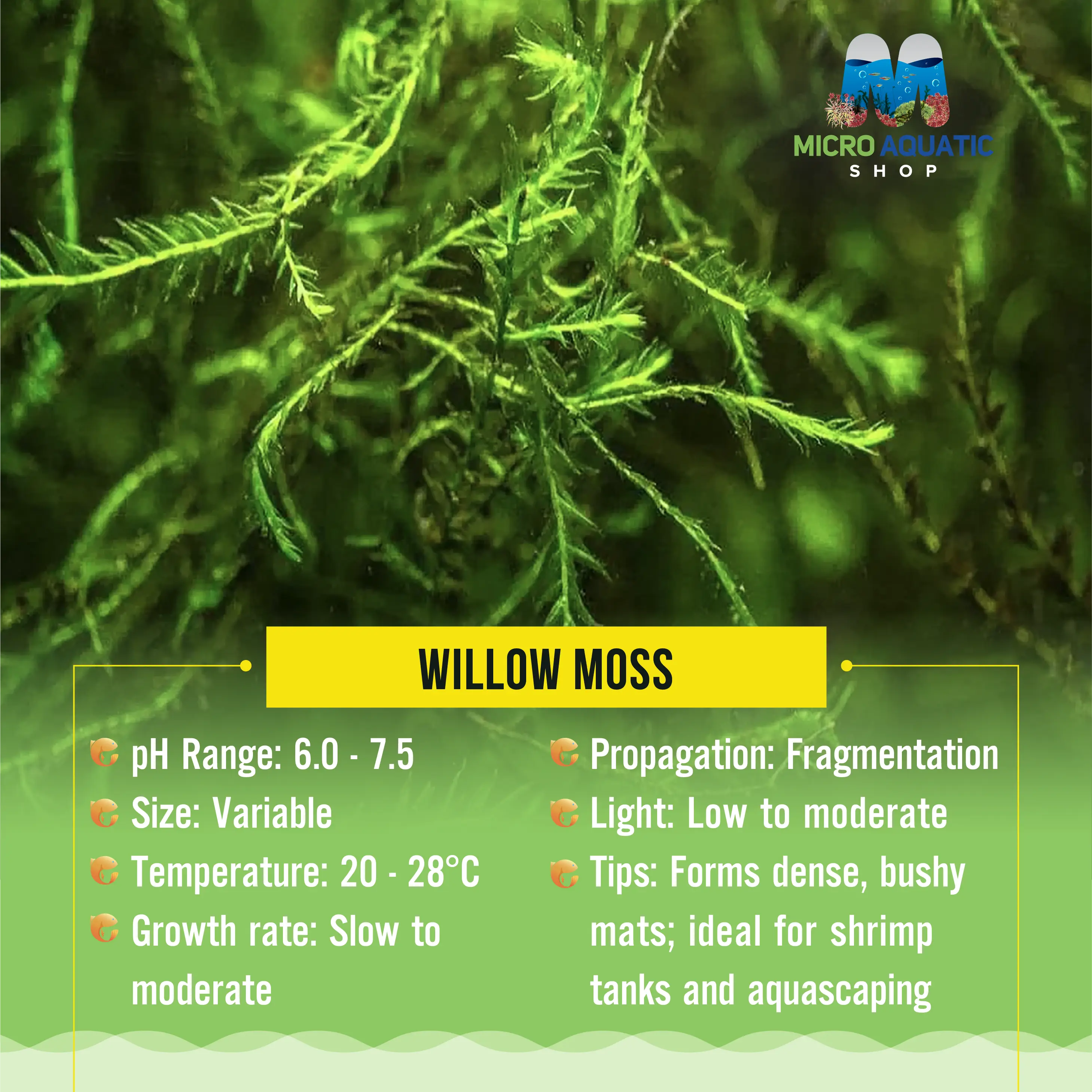 Moss - Willow Micro Aquatic Shop