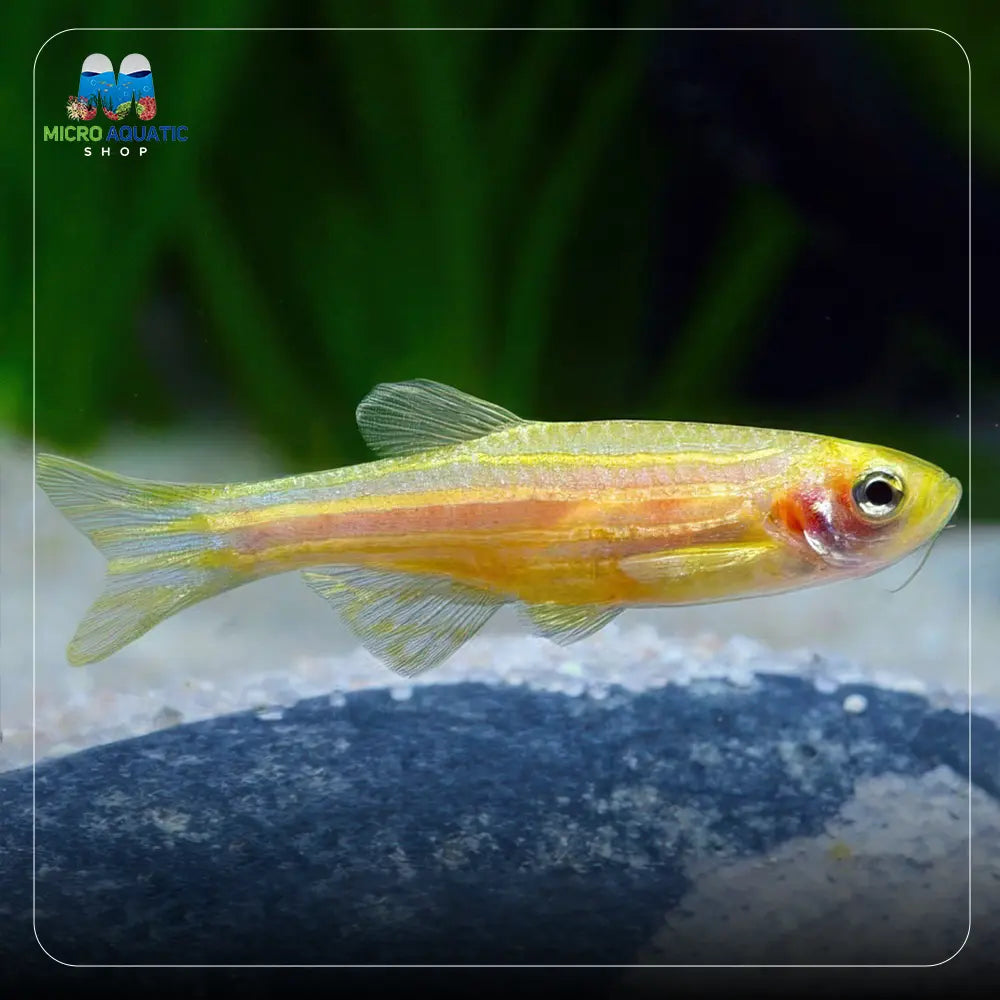 Zebra Danio -Gold 3cm