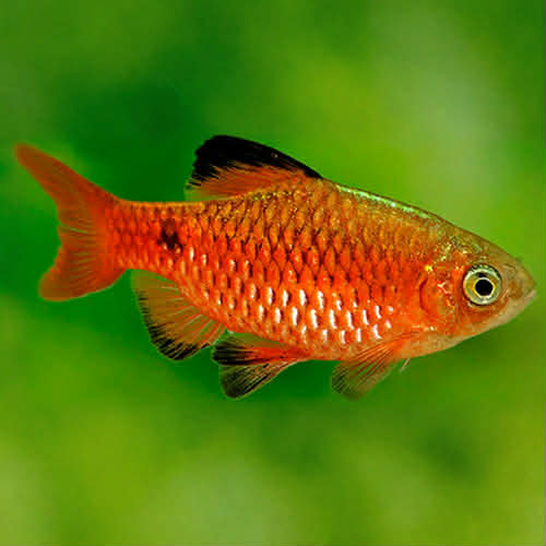 Barb - Cherry Barb Glowlight Chilli 4-5cm Micro Aquatic Shop