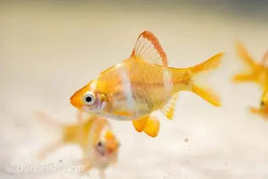 Albino Tiger Barb - Puntius tetrazona