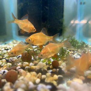 Albino Tiger Barb - Puntius tetrazona