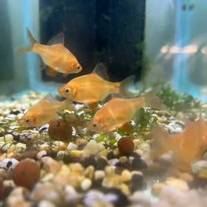 Albino Tiger Barb - Puntius tetrazona