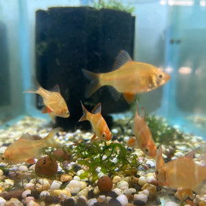 Albino Tiger Barb - Puntius tetrazona