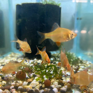 Albino Tiger Barb - Puntius tetrazona
