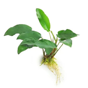 Anubias Emerald Heart - 10-20Cm