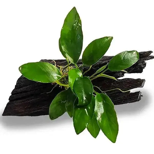 Anubias Emerald Heart - Mini Driftwood