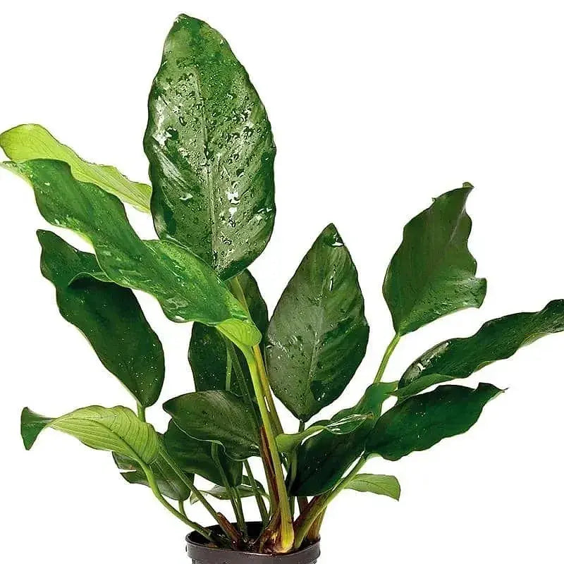 Anubias Isabelle