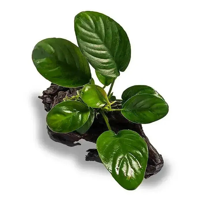 Anubias sp. 'Jenny' - Jenny' Bare-root - Driftwood
