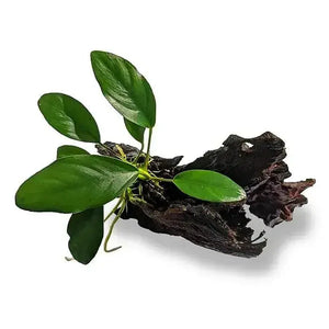 Anubias Lucy - Mini Driftwood