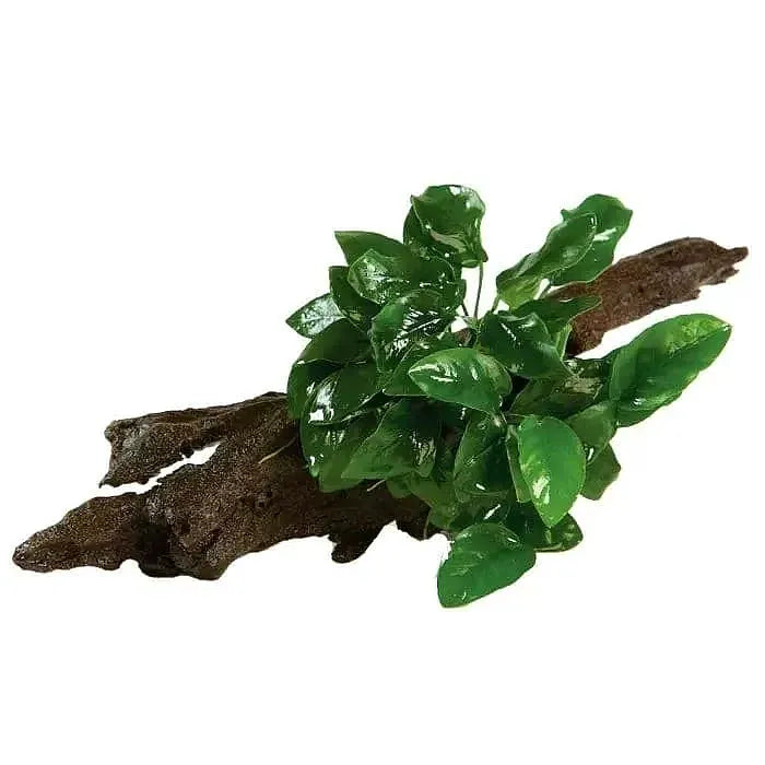 Anubias Nana - Mini Driftwood