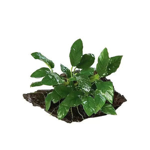 Anubias Paco - Mini Driftwood