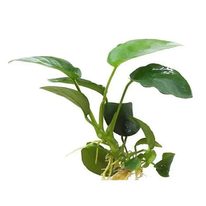 ANUBIAS PACO
