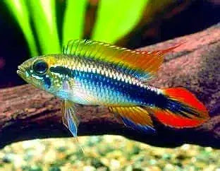 Apistogramma Agassizi Alenquer Double Red 4-5cm