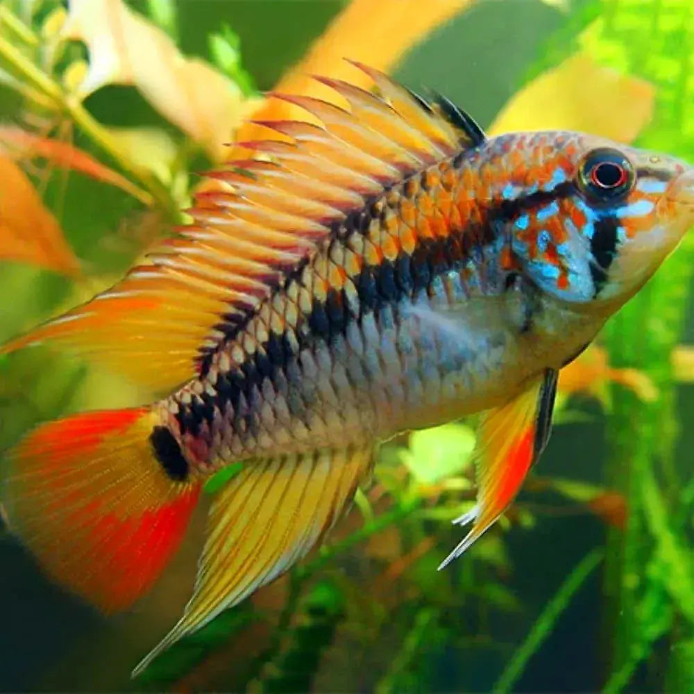 Apistogramma Viejita - Red Neck