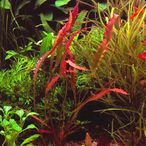 Aponogeton Crispus (Red)