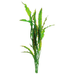 Aponogeton Crispus (Red)